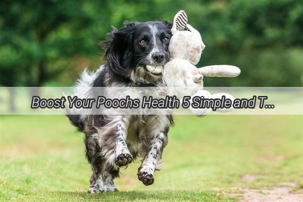 Boost Your Poochs Health 5 Simple and Tasty Ways to Add Fiber to Your Dogs Diet